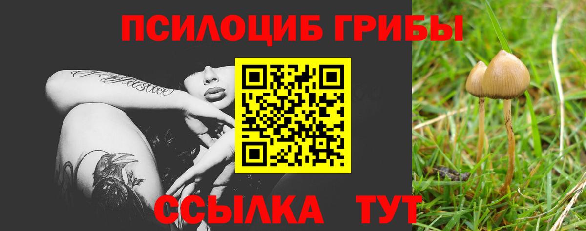 Галлюциногенные грибы Psilocybe  Вязьма 
